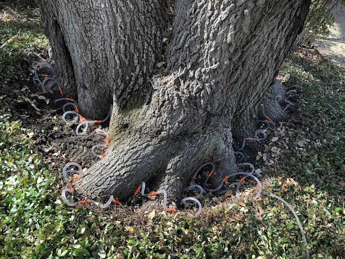 Detailed Tree Cabling and Bracing job site in Barnstead