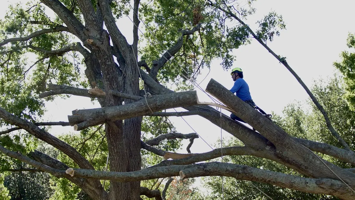 Professional Hazardous Tree Removal performed by certified arborists in Barnstead